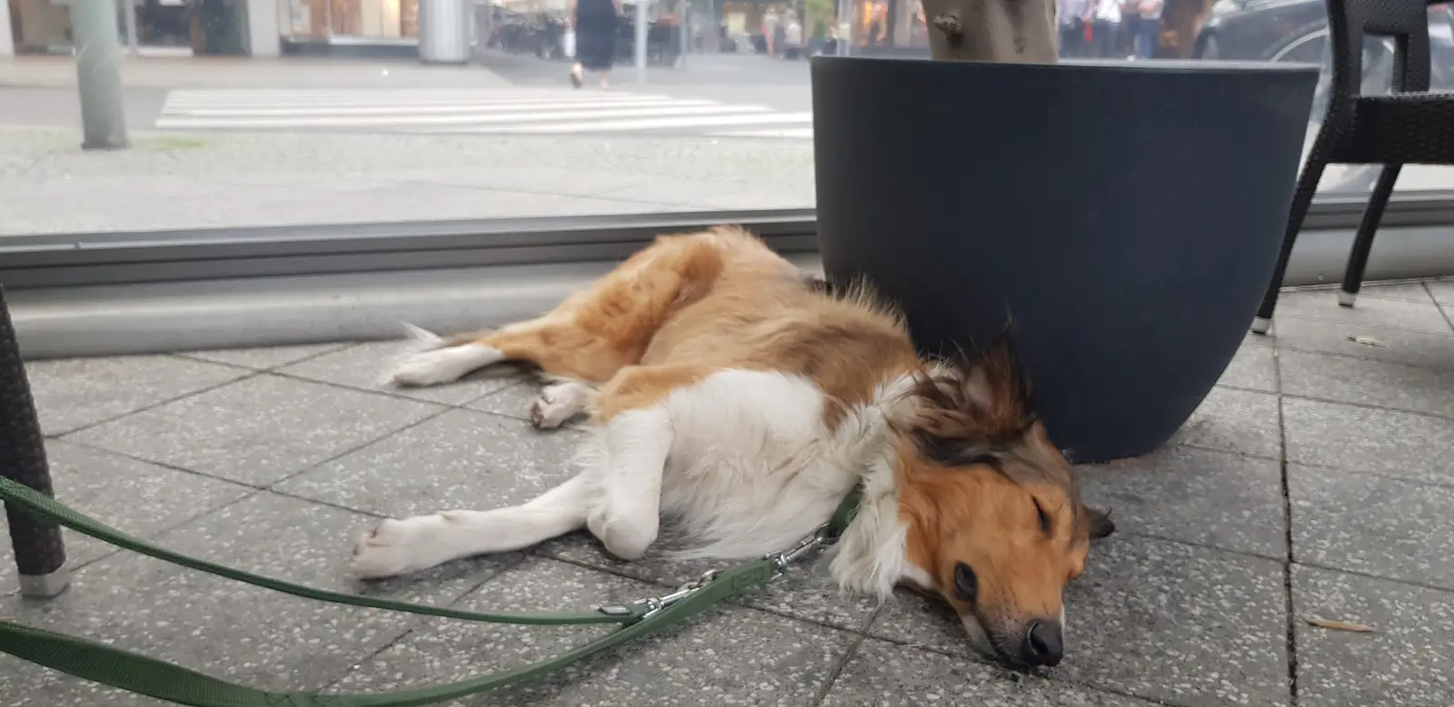 05.04.2022: Hund der sich ausruht, auf den Fliesen, neben einem Blumentopf - idylisch